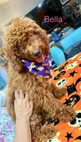 Belle - Halloween Sale!, a female Poodle - Miniature  for sale in Rancho Cucamonga, CA – 2 of 5