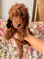 Belle, a female Poodle - Miniature  for sale in Rancho Cucamonga, CA – 2 of 3
