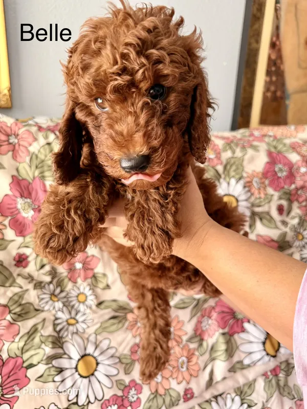 Belle – Poodle - Miniature  puppy for sale in Rancho Cucamonga, CA