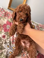 Scooby, a male Poodle - Miniature  for sale in Rancho Cucamonga, CA – 3 of 3
