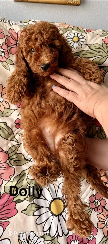Dolly – Poodle - Miniature  puppy for sale in Rancho Cucamonga, CA