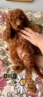 Dolly, a female Poodle - Miniature  for sale in Rancho Cucamonga, CA – 1 of 3