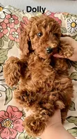 Dolly, a female Poodle - Miniature  for sale in Rancho Cucamonga, CA – 3 of 3