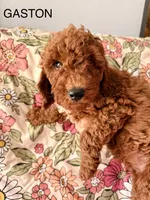 Gaston, a male Poodle - Miniature  for sale in Rancho Cucamonga, CA – 2 of 3