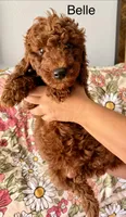 Belle, a female Poodle - Miniature  for sale in Rancho Cucamonga, CA – 3 of 3