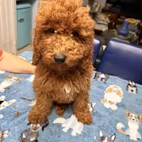 Easter Sale! Beautiful Girl, a female Poodle - Miniature  for sale in Rancho Cucamonga, CA – Photo 2 of 8