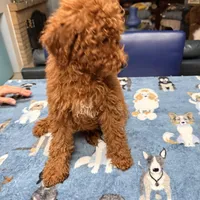 Easter Sale! Beautiful Girl, a female Poodle - Miniature  for sale in Rancho Cucamonga, CA – Photo 6 of 8