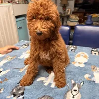 Easter Sale! Beautiful Girl, a female Poodle - Miniature  for sale in Rancho Cucamonga, CA – Photo 3 of 8