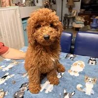 Easter Sale! Beautiful Girl, a female Poodle - Miniature  for sale in Rancho Cucamonga, CA – Photo 1 of 8