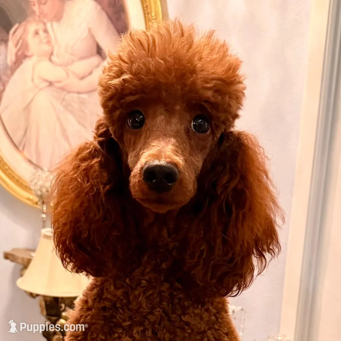 Easter Sale! Beautiful Girl, a female Poodle - Miniature  for sale in Rancho Cucamonga, CA – Photo 5 of 8