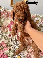 Scooby, a male Poodle - Miniature  for sale in Rancho Cucamonga, CA – 2 of 3