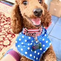 Easter Sale! Beautiful Boy, a male Poodle - Miniature  for sale in Rancho Cucamonga, CA – Photo 9 of 10