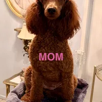 Easter Sale! Beautiful Boy, a male Poodle - Miniature  for sale in Rancho Cucamonga, CA – Photo 10 of 10
