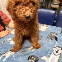 Easter Sale! Beautiful Boy, a male Poodle - Miniature  for sale in Rancho Cucamonga, CA – Photo 4 of 10