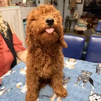 Easter Sale! Beautiful Boy, a male Poodle - Miniature  for sale in Rancho Cucamonga, CA – Photo 3 of 10