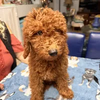 Easter Sale! Beautiful Boy, a male Poodle - Miniature  for sale in Rancho Cucamonga, CA – Photo 2 of 10