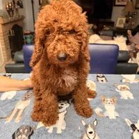 Easter Sale! Beautiful Boy, a male Poodle - Miniature  for sale in Rancho Cucamonga, CA – Photo 5 of 10