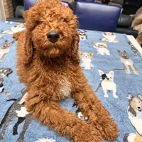 Easter Sale! Beautiful Boy, a male Poodle - Miniature  for sale in Rancho Cucamonga, CA – Photo 8 of 10