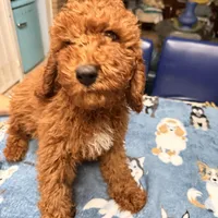 Easter Sale! Beautiful Boy, a male Poodle - Miniature  for sale in Rancho Cucamonga, CA – Photo 1 of 10