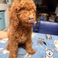 Easter Sale! Beautiful Boy, a male Poodle - Miniature  for sale in Rancho Cucamonga, CA – Photo 7 of 10