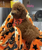 Dolly - Halloween Sale!, a female Poodle - Miniature  for sale in Rancho Cucamonga, CA – 1 of 5