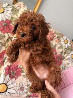 Minnie, a female Poodle - Miniature  for sale in Rancho Cucamonga, CA – 3 of 3