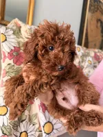 Woody, a male Poodle - Miniature  for sale in Rancho Cucamonga, CA – 3 of 3
