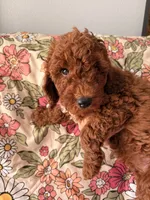 Gaston, a male Poodle - Miniature  for sale in Rancho Cucamonga, CA – 3 of 3