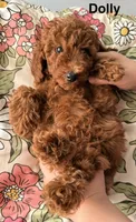 Dolly, a female Poodle - Miniature  for sale in Rancho Cucamonga, CA – 2 of 3