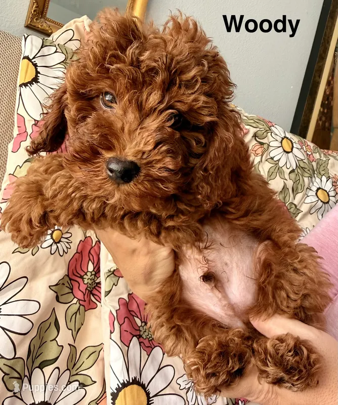 Woody – Poodle - Miniature  puppy for sale in Rancho Cucamonga, CA