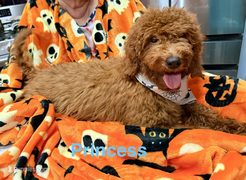 Princess - Halloween Sale! – Poodle - Miniature  puppy for sale in Rancho Cucamonga, CA