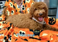 Princess - Halloween Sale!, a female Poodle - Miniature  for sale in Rancho Cucamonga, CA – 1 of 5