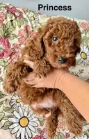Princess, a female Poodle - Miniature  for sale in Rancho Cucamonga, CA – 2 of 3