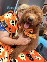 Gaston - Halloween Sale!, a male Poodle - Miniature  for sale in Rancho Cucamonga, CA – 2 of 5