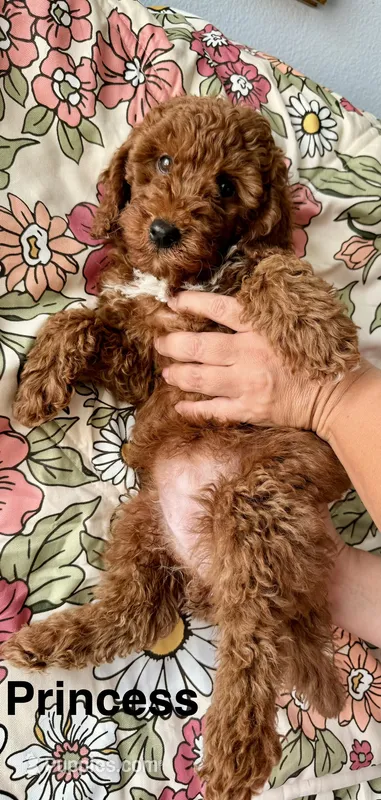 Princess – Poodle - Miniature  puppy for sale in Rancho Cucamonga, CA