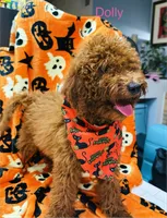 Dolly - Halloween Sale!, a female Poodle - Miniature  for sale in Rancho Cucamonga, CA – 2 of 5