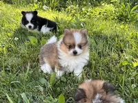 ACA tink , a male Pomeranian for sale in Canton, OH – 1 of 4
