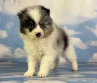 Tux , a male Pomeranian for sale in Canton, OH – 8 of 10