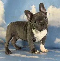 Lionel, a male Frenchton for sale in Canton, OH – 1 of 5