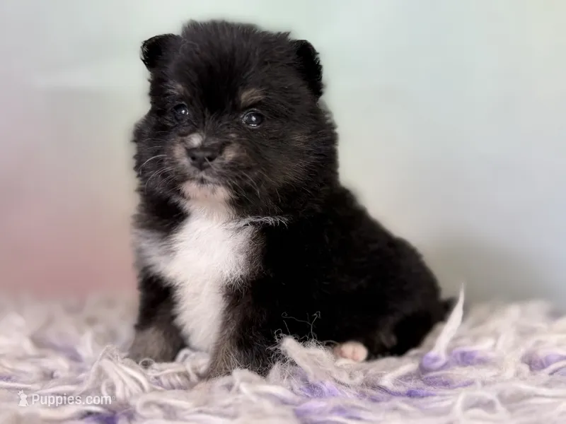 ACA Tilly  – Pomeranian puppy for sale in Canton, OH