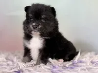 ACA Tilly , a female Pomeranian for sale in Canton, OH – 1 of 7