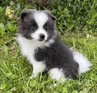 Aca sparky , a male Pomeranian for sale in Canton, OH – 3 of 4