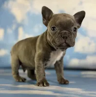 Lorenzo, a male Frenchton for sale in Canton, OH – 8 of 8