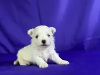 Donut , a male Maltipom for sale in Canton, OH – 6 of 6