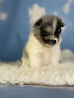 Aca Puzzle , a male Pomeranian for sale in Canton, OH – 2 of 7