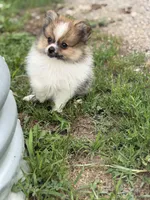 Aca Troy , a male Pomeranian for sale in Canton, OH – 9 of 9
