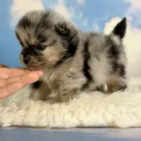 ACA Picasso, a male Pomeranian for sale in Canton, OH – 2 of 5