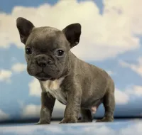 Lorenzo, a male Frenchton for sale in Canton, OH – 6 of 8