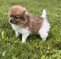 ACA  squirt, a male Pomeranian for sale in Canton, OH – 3 of 4