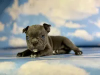 Lexi, a female Frenchton for sale in Canton, OH – 3 of 4